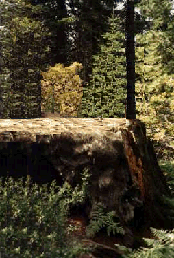 Big Stump
