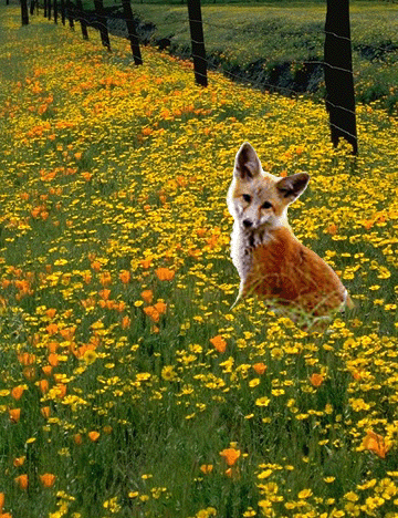 Fox