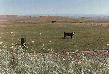 Cow Country