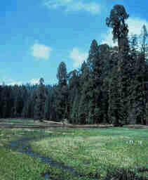Crescent Meadows