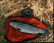 Fly Fishing