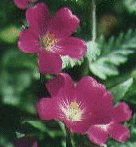 Pink Flower