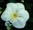 White Flower