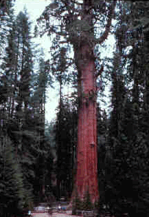General Sherman Tree