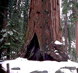 Giant Sequoia