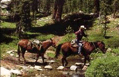 Horse Packing