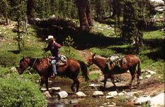 Rider