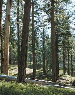 Lewis Creek Loop