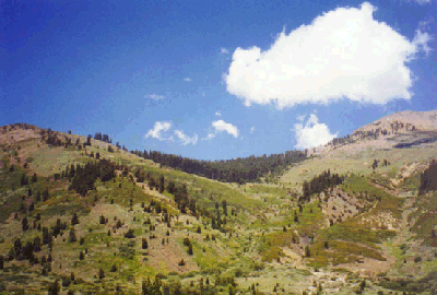 Timber Gap