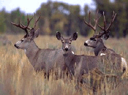 Mule Deer