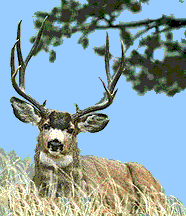 Mule Deer