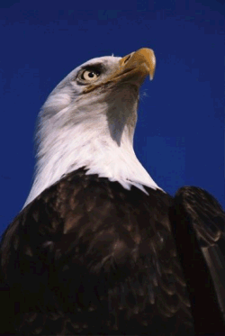 Eagle