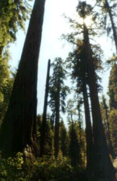 North Grove