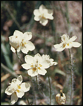 Mountain Flowers