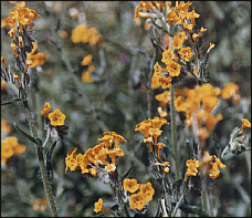 Yellow Flowers