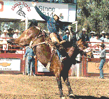 Saddlebronc