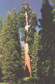 Giant Tree
