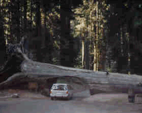 Tunnel Log