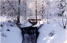 Winter Stream