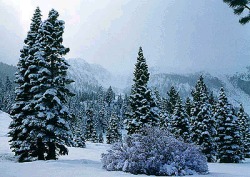 Back Country